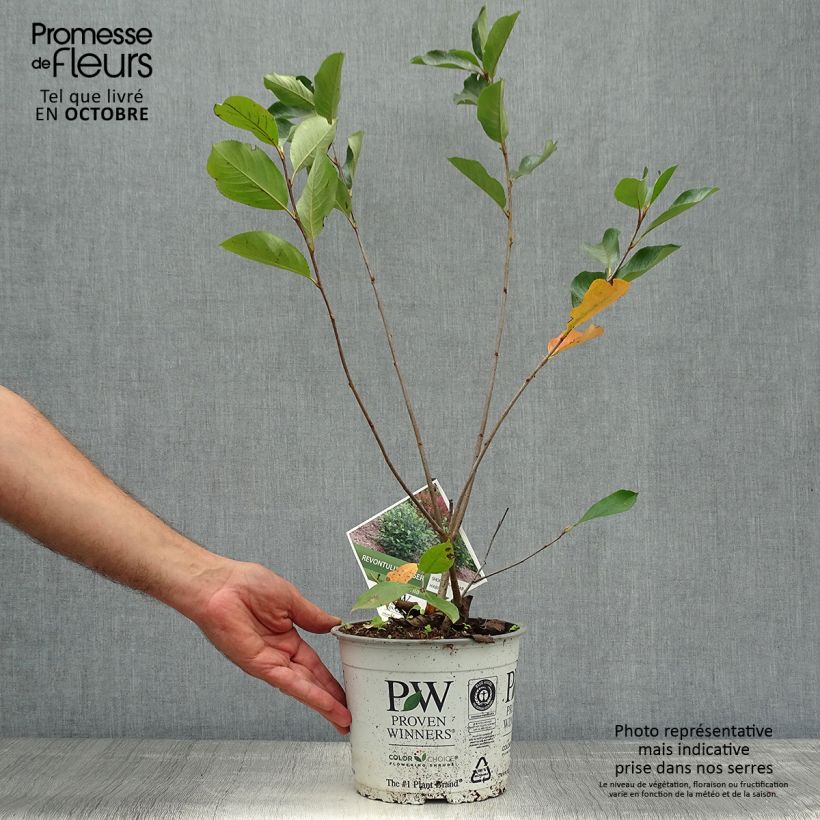 Amostra de Aronia melanocarpa Revontuli Hedger Vaso de 3 L/4 L tal como entregue no outono