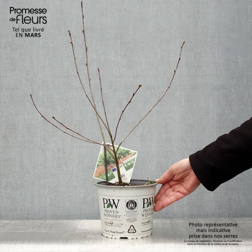 Amostra de Aronia melanocarpa Revontuli Hedger Vaso de 3 L/4 L tal como entregue na primavera