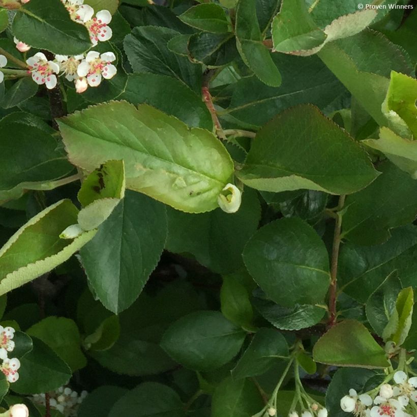 Aronia melanocarpa Revontuli Hedger (Folhagem)