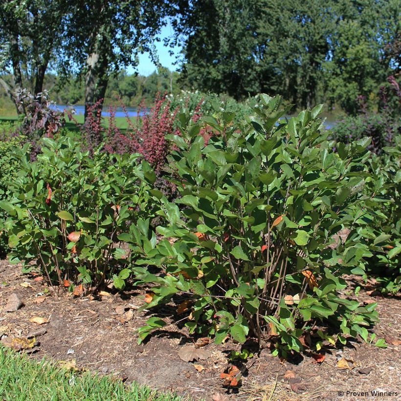 Aronia melanocarpa Revontuli Hedger (Hábito)