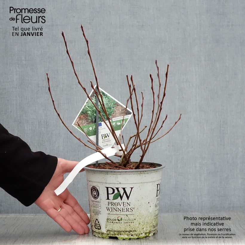 Amostra de Aronia melanocarpa Revontuli Mound - Aronie à fruits noirs Vaso de 3 L/4 L tal como entregue no inverno