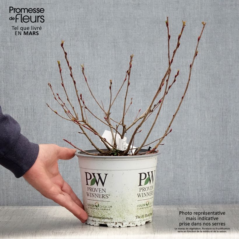 Amostra de Aronia melanocarpa Revontuli Mound Vaso de 3 L/4 L tal como entregue na primavera