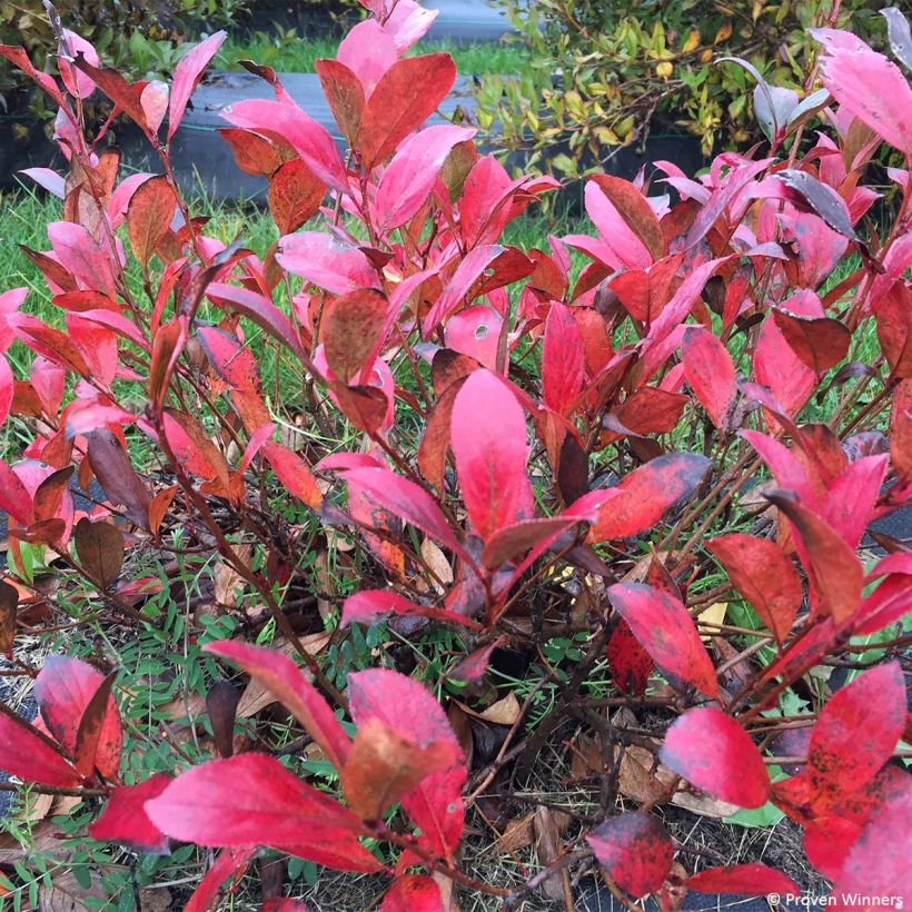 Aronia melanocarpa Revontuli Mound (Folhagem)