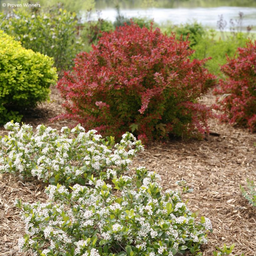 Aronia melanocarpa Revontuli Mound (Hábito)