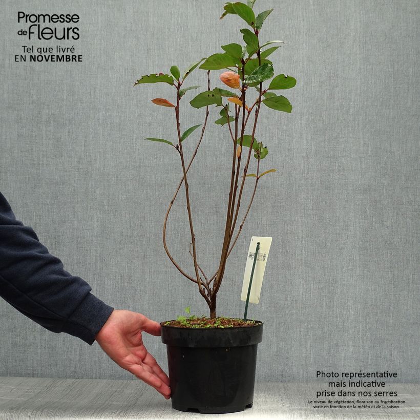 Amostra de Aronia prunifolia Aron Vaso de 2 L/3 L tal como entregue no outono