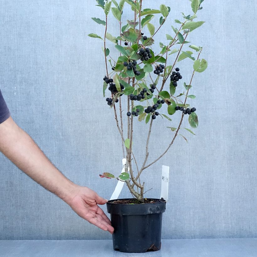 Amostra de Aronia prunifolia Aron Vaso de 2 L/3 L tal como entregue no verão