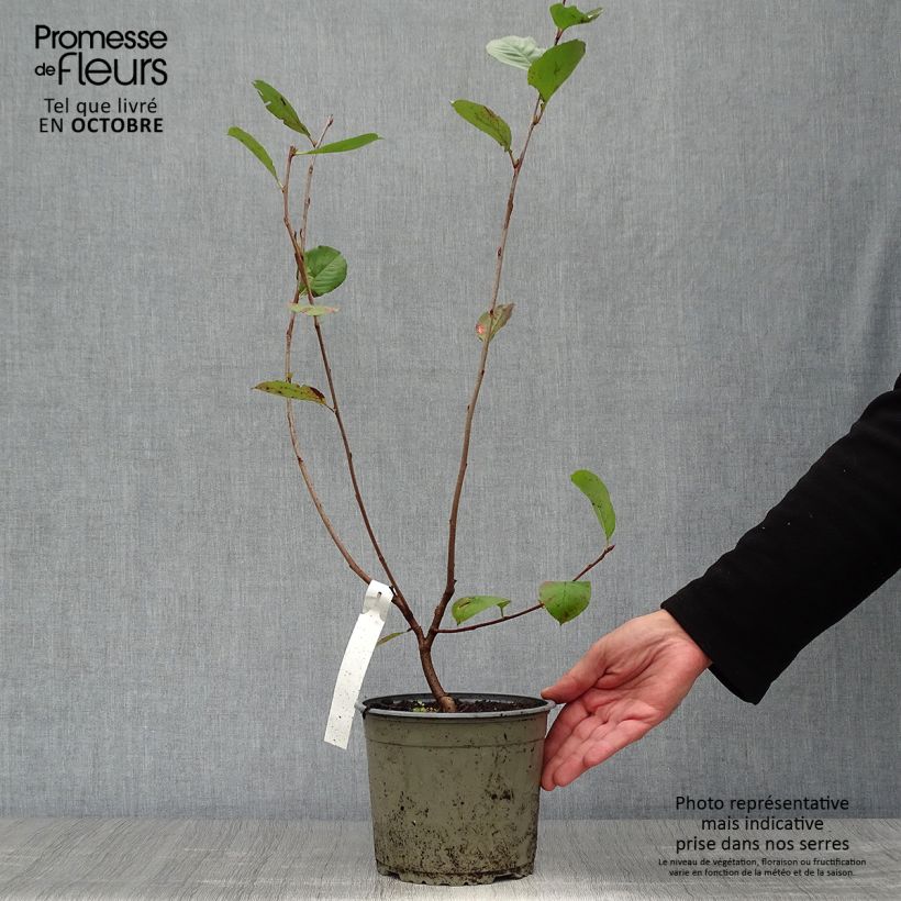 Amostra de Aronia prunifolia Nero - Arónia de frutos grandes Vaso de 1,5 L/2 L tal como entregue no outono