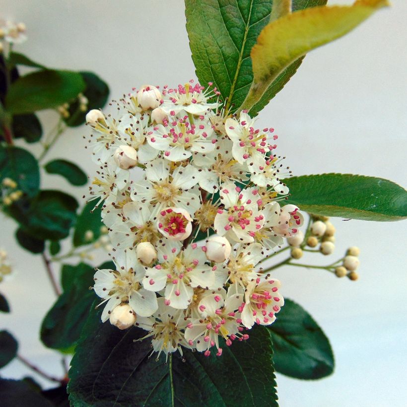 Aronia prunifolia Viking (Floração)