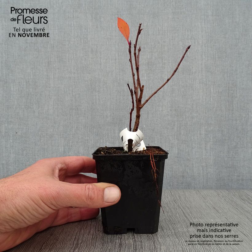 Amostra de Aronia prunifolia Viking Vaso de 7/8 cm tal como entregue no outono
