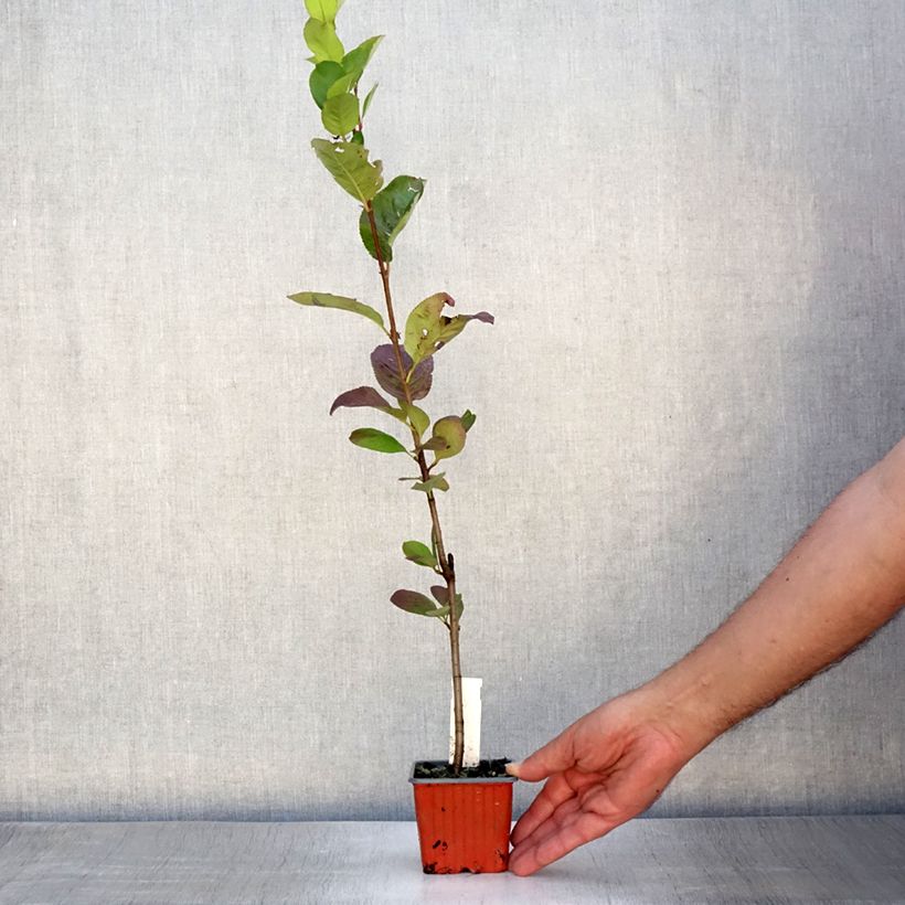 Amostra de Aronia prunifolia Viking Vaso de 7/8 cm tal como entregue no verão
