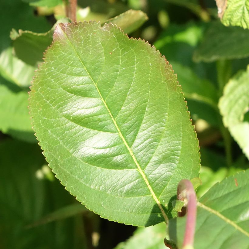 Aronia prunifolia Rubina - Arónia com folhas de ameixa (Folhagem)