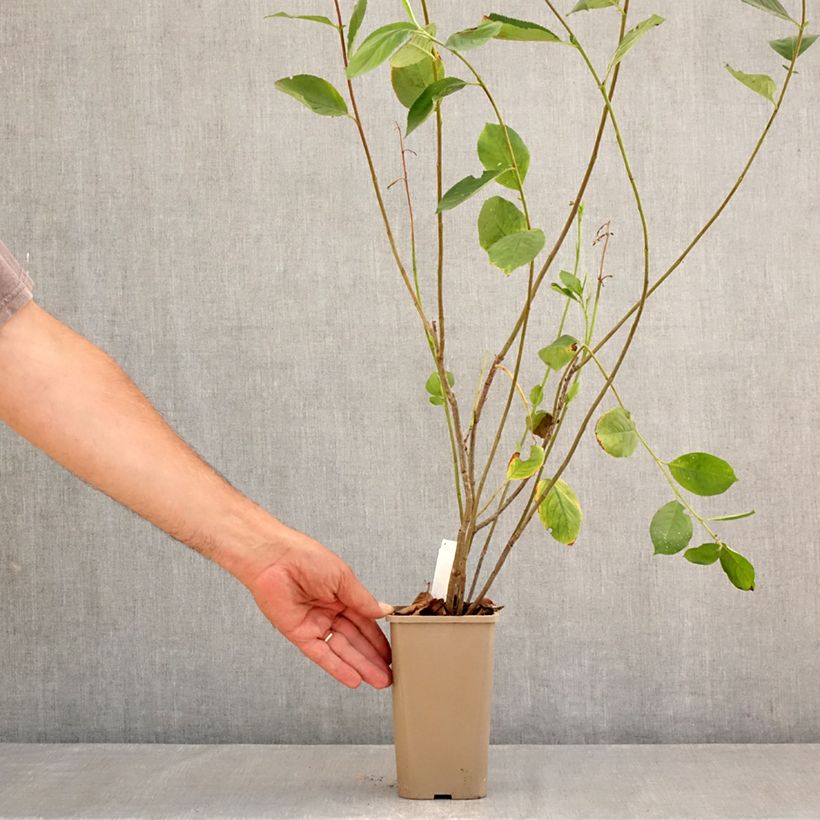 Amostra de Aronia prunifolia Rubina - Arónia com folhas de ameixa Vaso de 1,5 L/2 L, Tufo tal como entregue no verão
