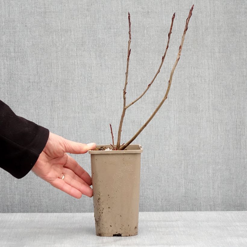 Amostra de Aronia x prunifolia Rubina - Aronie à feuille de prunier Pot de 1,5L/2L, Touffe tal como entregue no inverno