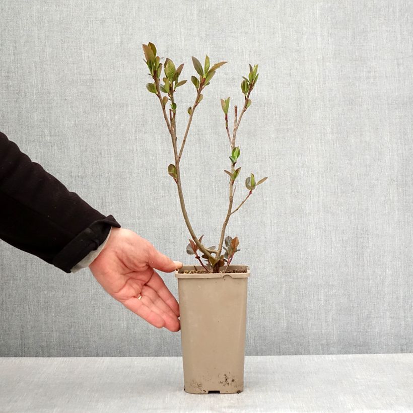 Amostra de Aronia prunifolia Rubina - Arónia com folhas de ameixa Vaso de 1,5 L/2 L, Tufo tal como entregue na primavera