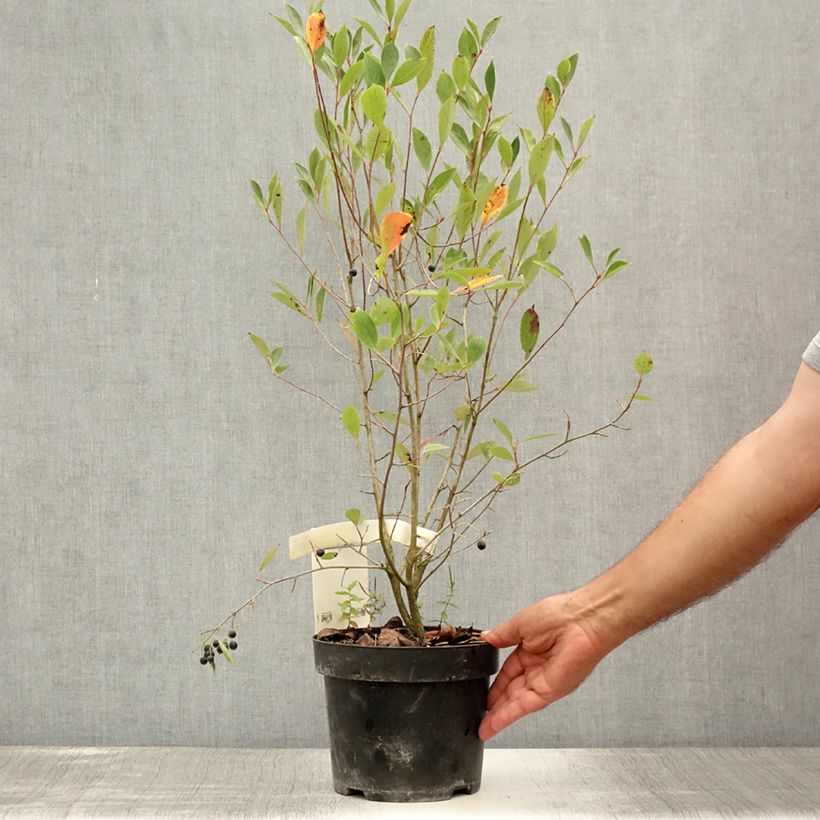 Amostra de Aronia melanocarpa Hugin Vaso de 2 L/3 L tal como entregue no verão