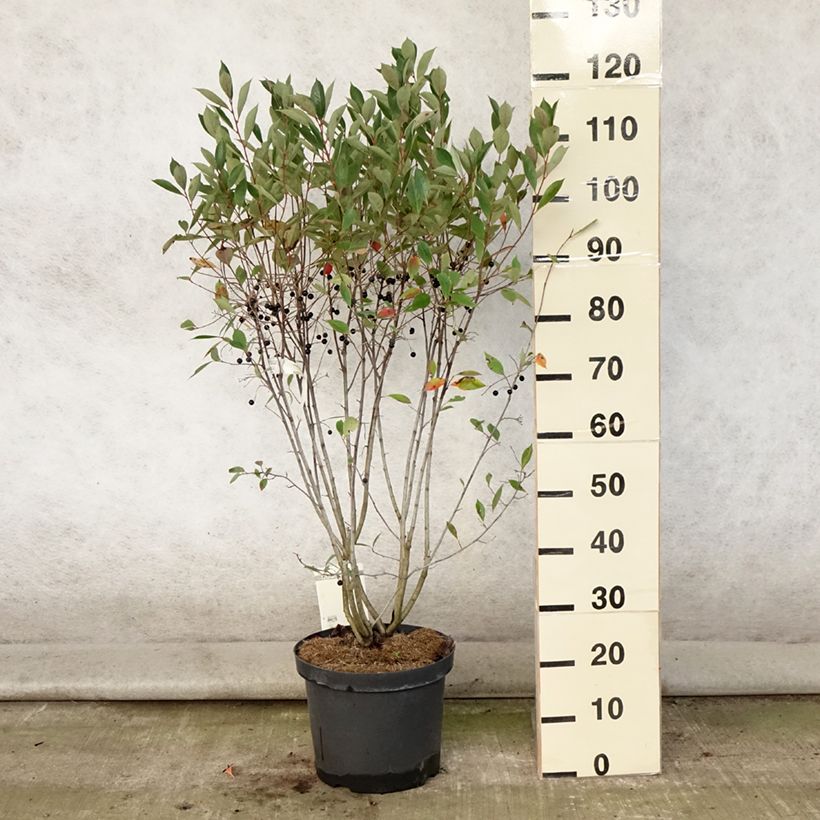 Amostra de Aronia melanocarpa Hugin Vaso de 7,5 L/10 L tal como entregue no verão