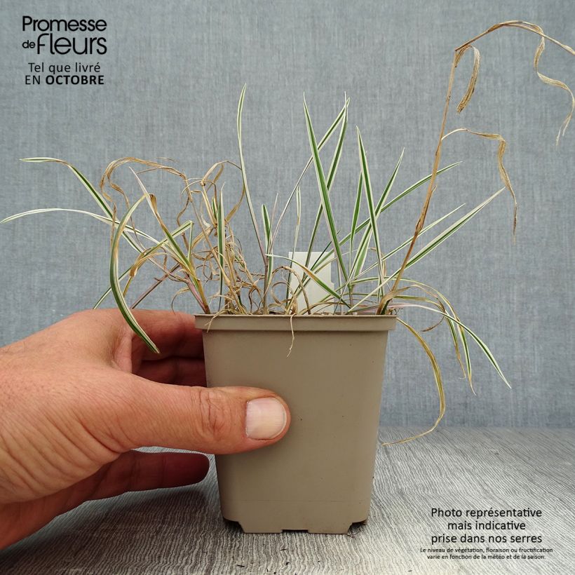 Amostra de Arrhenatherum bulbosum Variegatum Vaso de 8/9 cm tal como entregue no outono