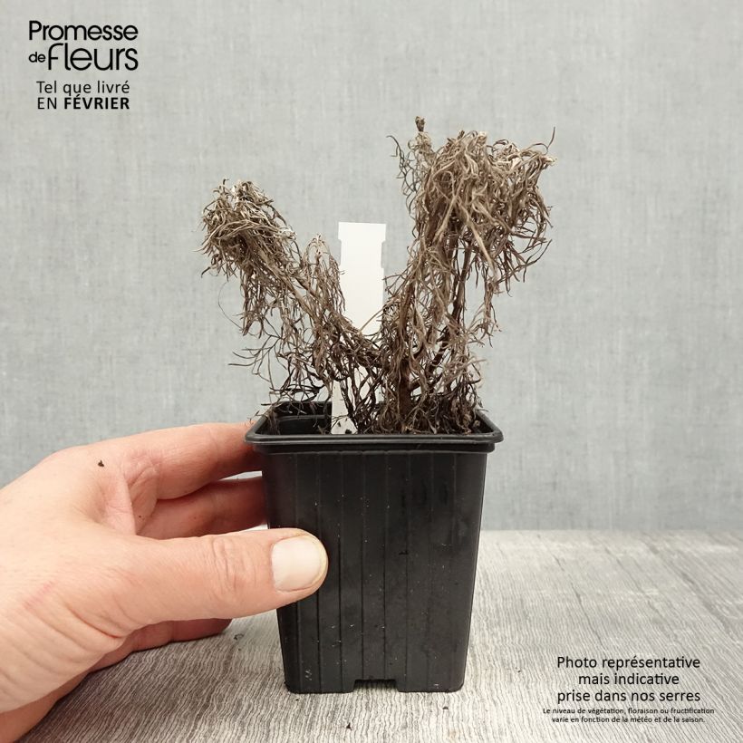 Amostra de Artemisia mauiensis Makana Silver - Armoise de Mauï Godet de 8/9 cm tal como entregue no inverno