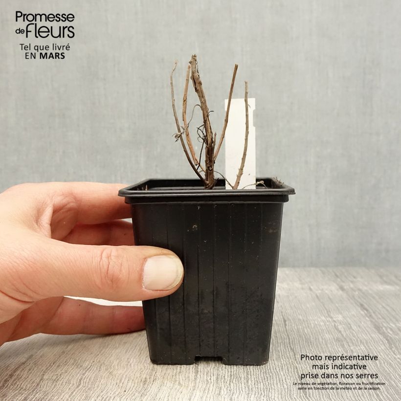 Amostra de Artemisia mauiensis Makana Silver Vaso de 8/9 cm tal como entregue na primavera