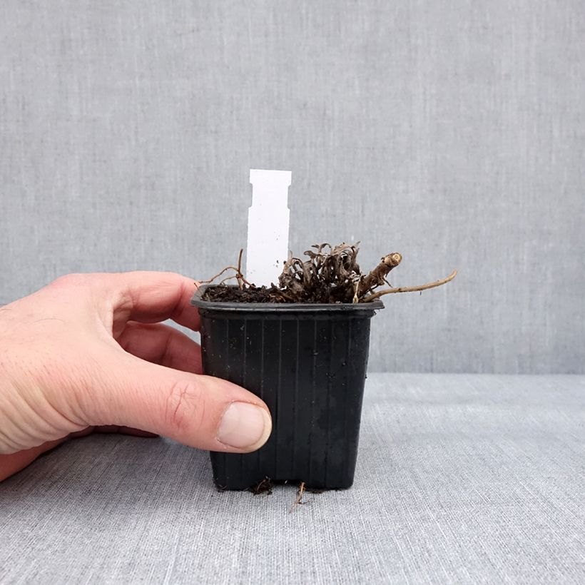 Amostra de Artemisia stelleriana Morris Strain - Absinthe des rivages Godet de 8/9 cm tal como entregue no inverno