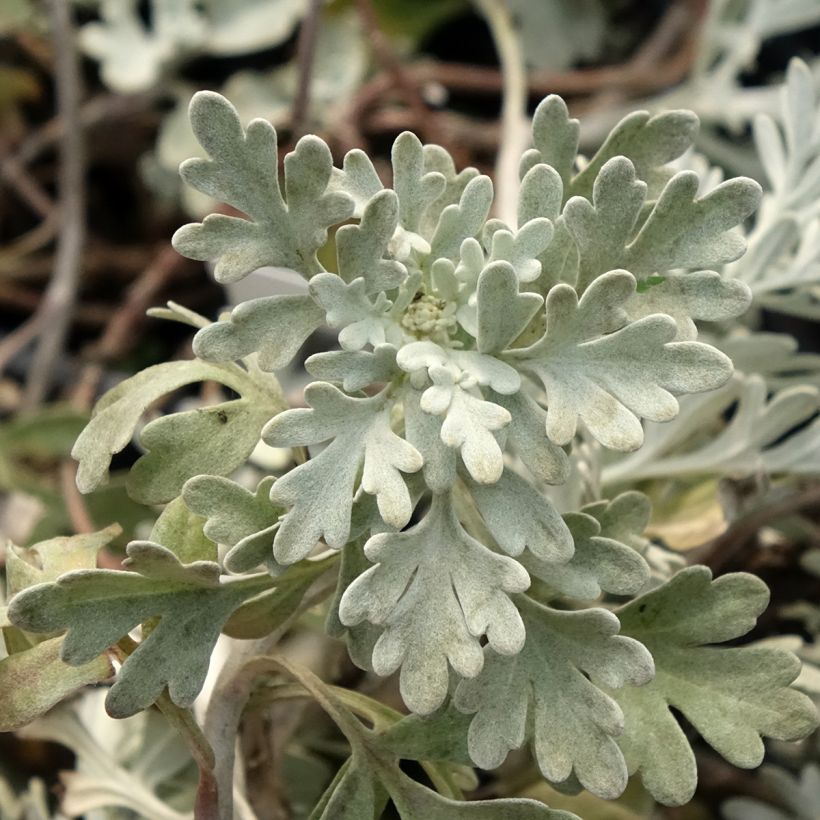 Artemisia stelleriana Mori's Strain (Folhagem)