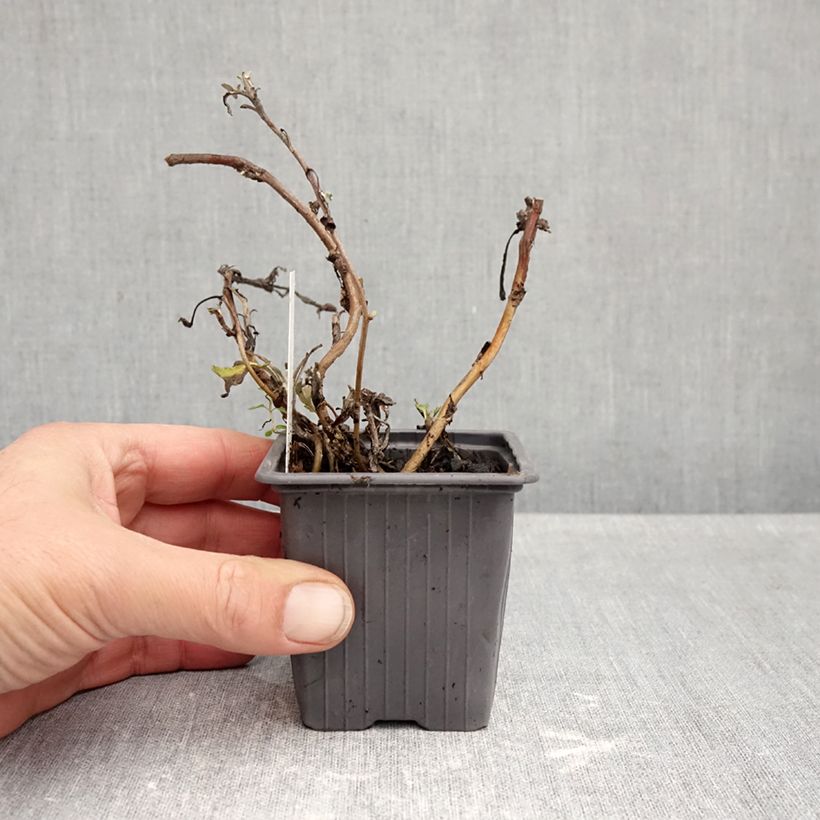 Amostra de Artemisia stelleriana Mori's Strain Vaso de 8/9 cm tal como entregue no outono