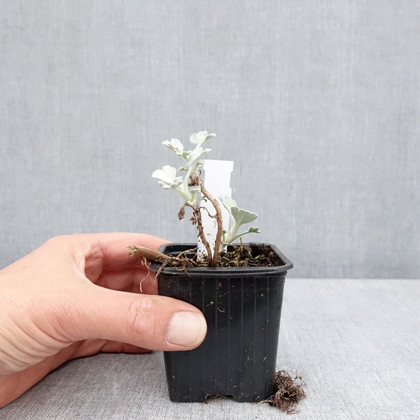 Amostra de Artemisia stelleriana Mori's Strain Vaso de 8/9 cm tal como entregue na primavera