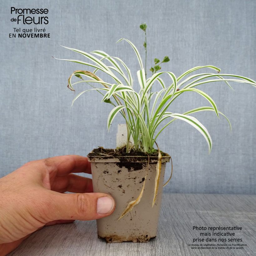 Amostra de Arthropodium candidum Little Lilia Vaso de 8/9 cm tal como entregue no outono