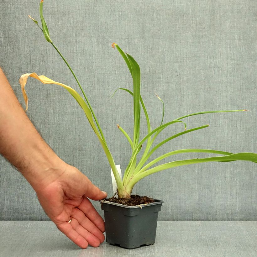 Amostra de Arthropodium cirrhatum Vaso de 8/9 cm tal como entregue no verão