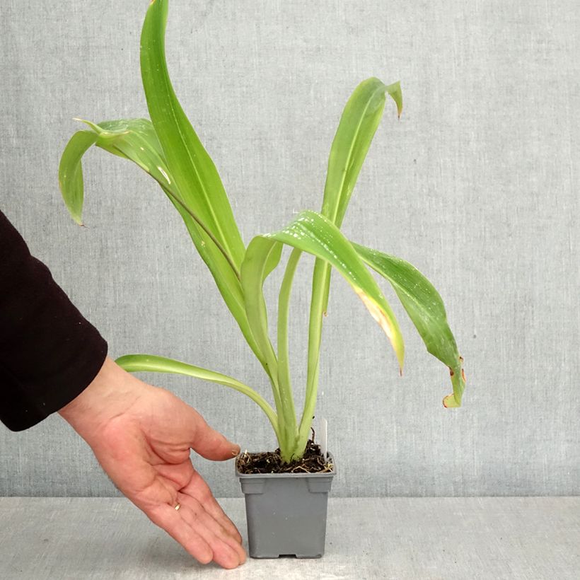 Amostra de Arthropodium cirrhatum Vaso de 8/9 cm tal como entregue na primavera