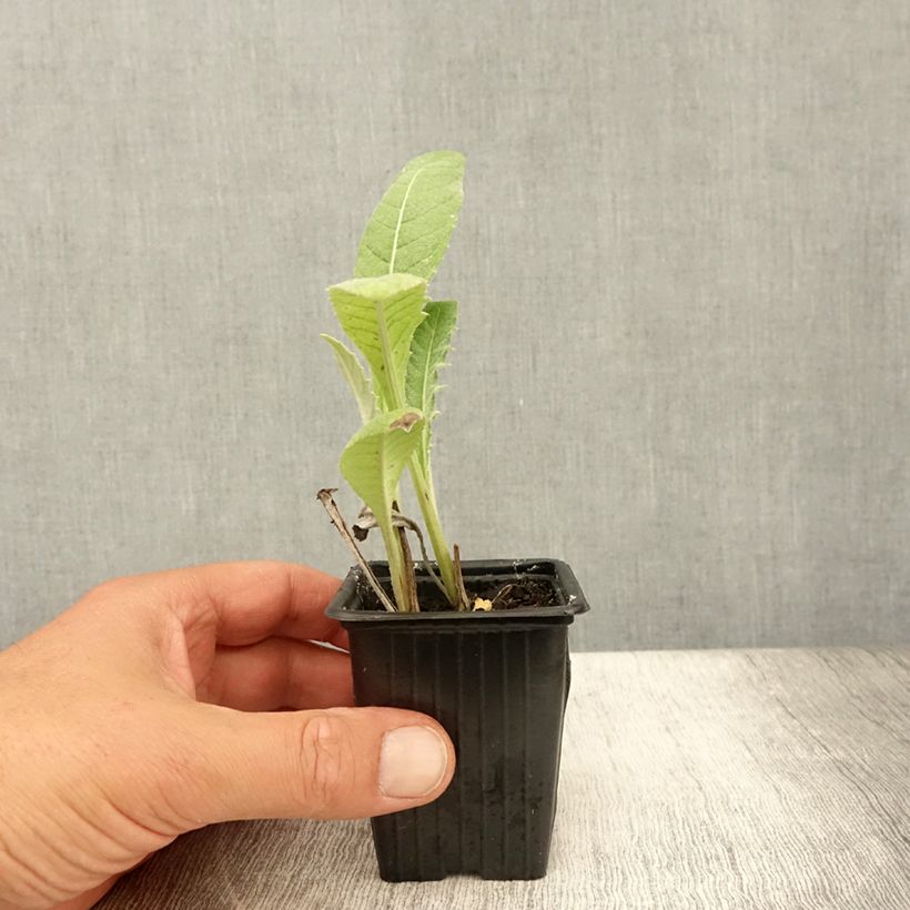 Amostra de Alcachofra Verde grande de Laon - Cynara scolymus Vaso de 7/8 cm tal como entregue no verão