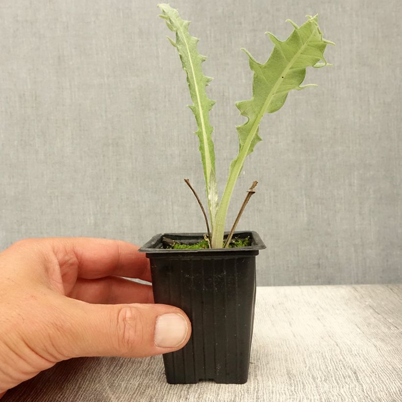 Amostra de Alcachofra Violeta da Provença em vaso Vaso de 7/8 cm tal como entregue no verão