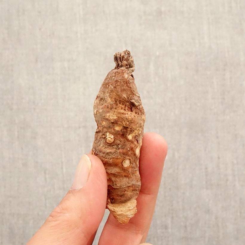 Amostra de Arum italicum Bulbo tal como entregue na primavera