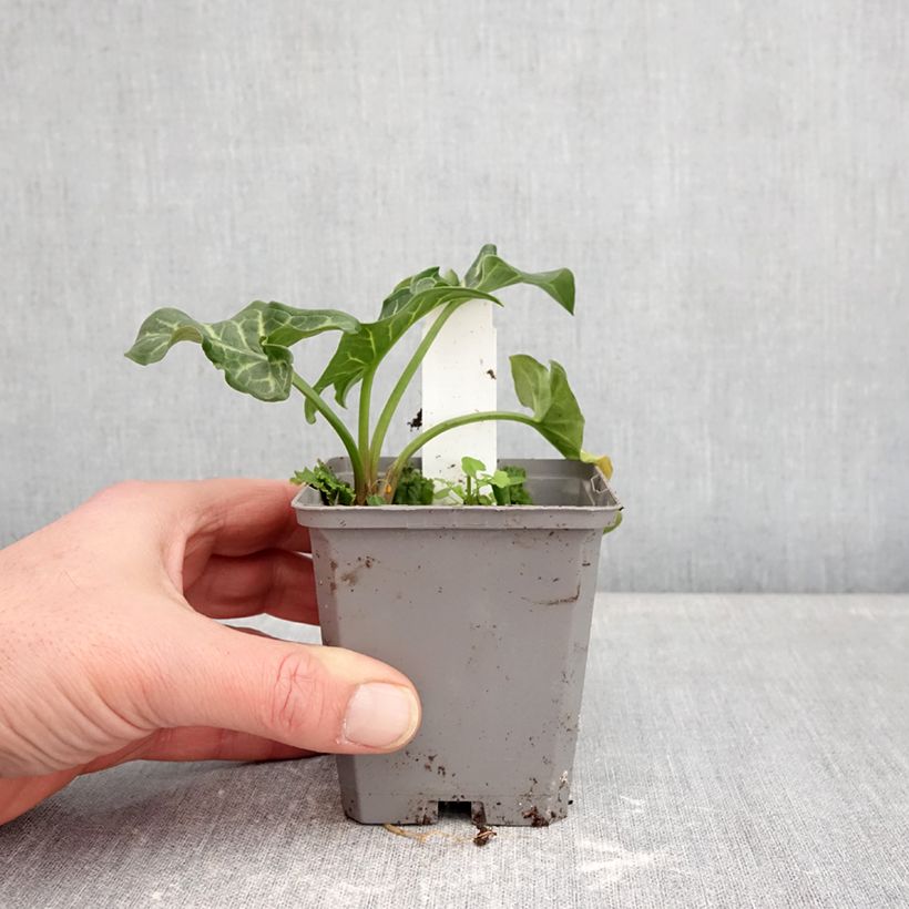 Amostra de Arum italicum Vaso de 8/9 cm tal como entregue no inverno