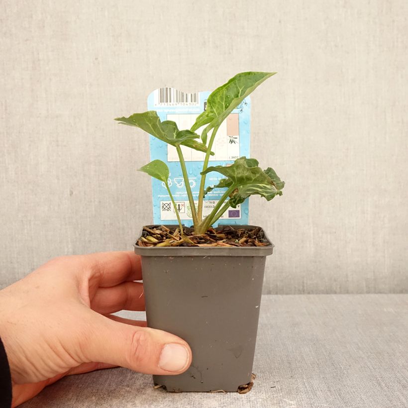 Amostra de Arum italicum Vaso de 8/9 cm tal como entregue na primavera