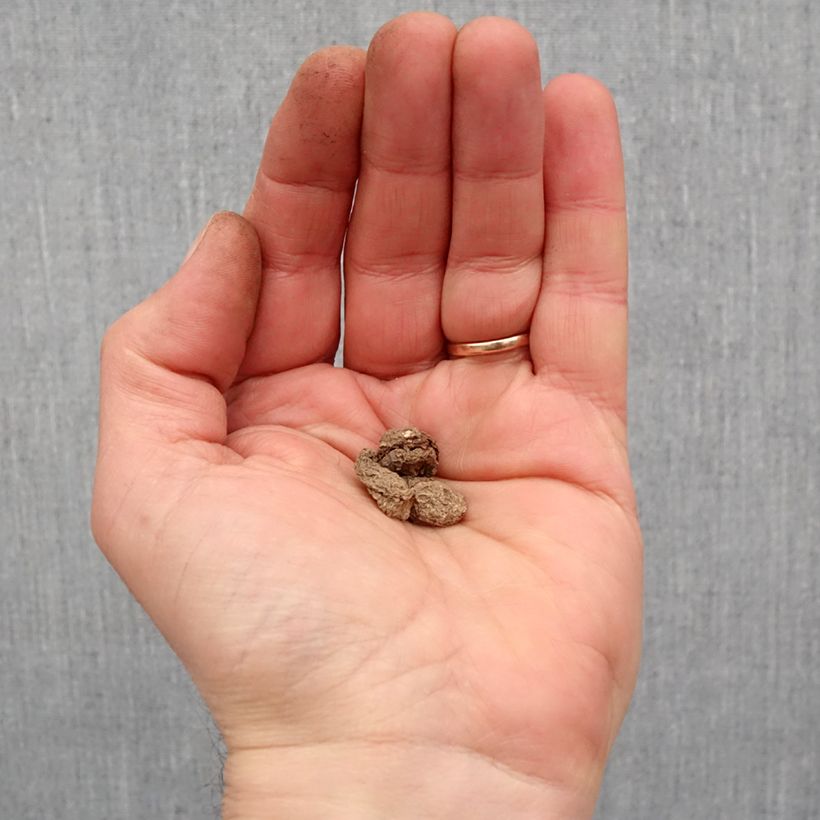 Amostra de Arum maculatum - Arum ou Gouet tacheté Bulbe Kaliber/Größe I tal como entregue na primavera