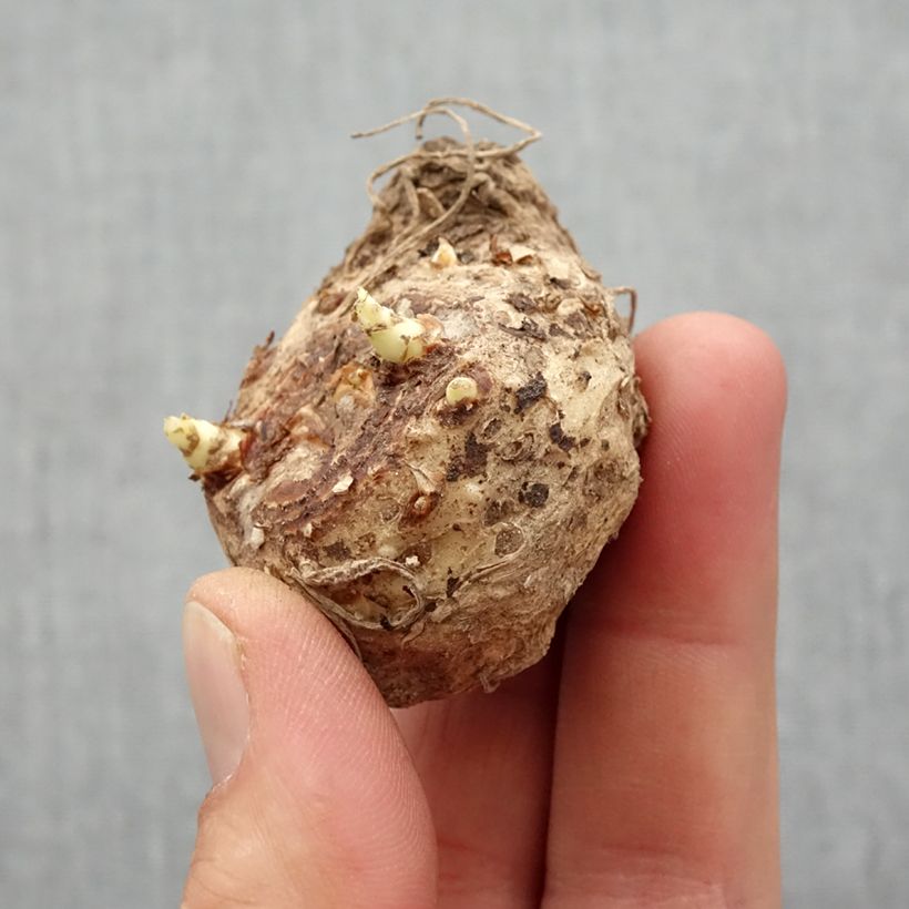 Amostra de Arum ou Calla à fleurs blanc pur - Zantedeschia Captain Mirage Bulbe Kaliber/Größe 14+ tal como entregue na primavera