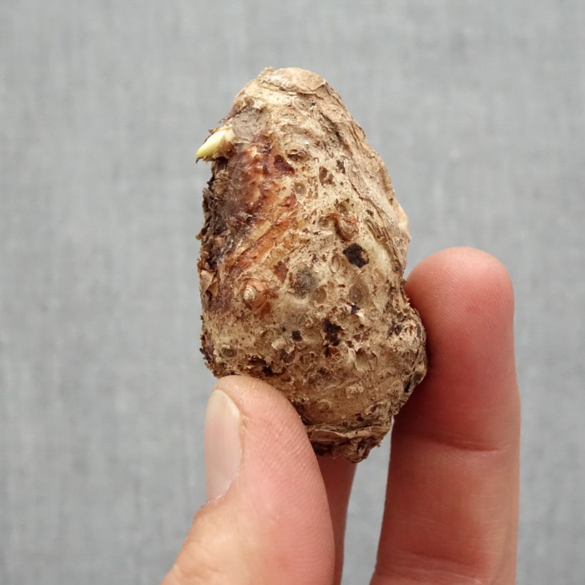 Amostra de Arum ou Calla à fleurs jaune soutenu - Zantedeschia Captain Trinity Bulbe Kaliber/Größe 14+ tal como entregue na primavera