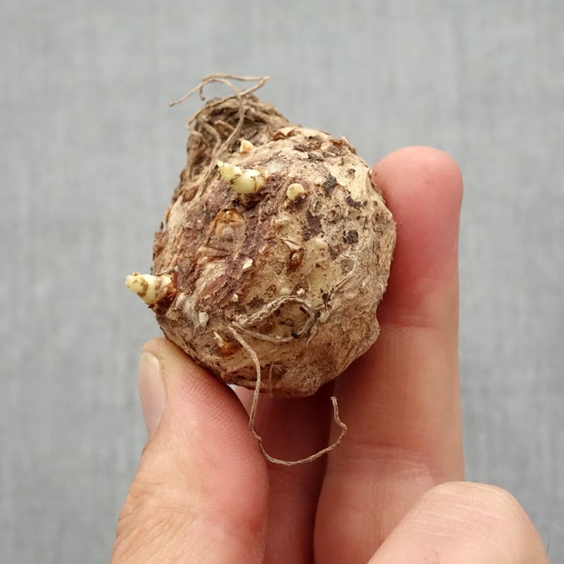 Amostra de Arum ou Calla à fleurs orange foncé lavé de rouge carmin - Zantedeschia Captain Murano Bulbe Kaliber/Größe 14+ tal como entregue na primavera