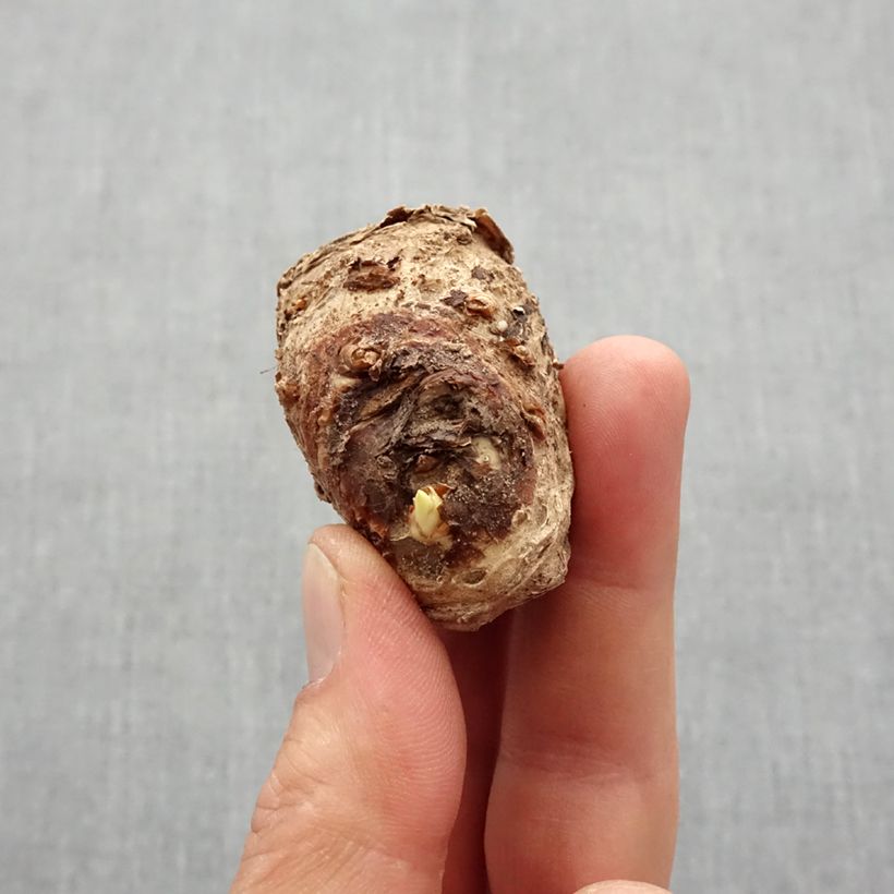 Amostra de Arum ou Calla à fleurs rose soutenu - Zantedeschia Captain Samba Bulbe Kaliber/Größe 14+ tal como entregue na primavera