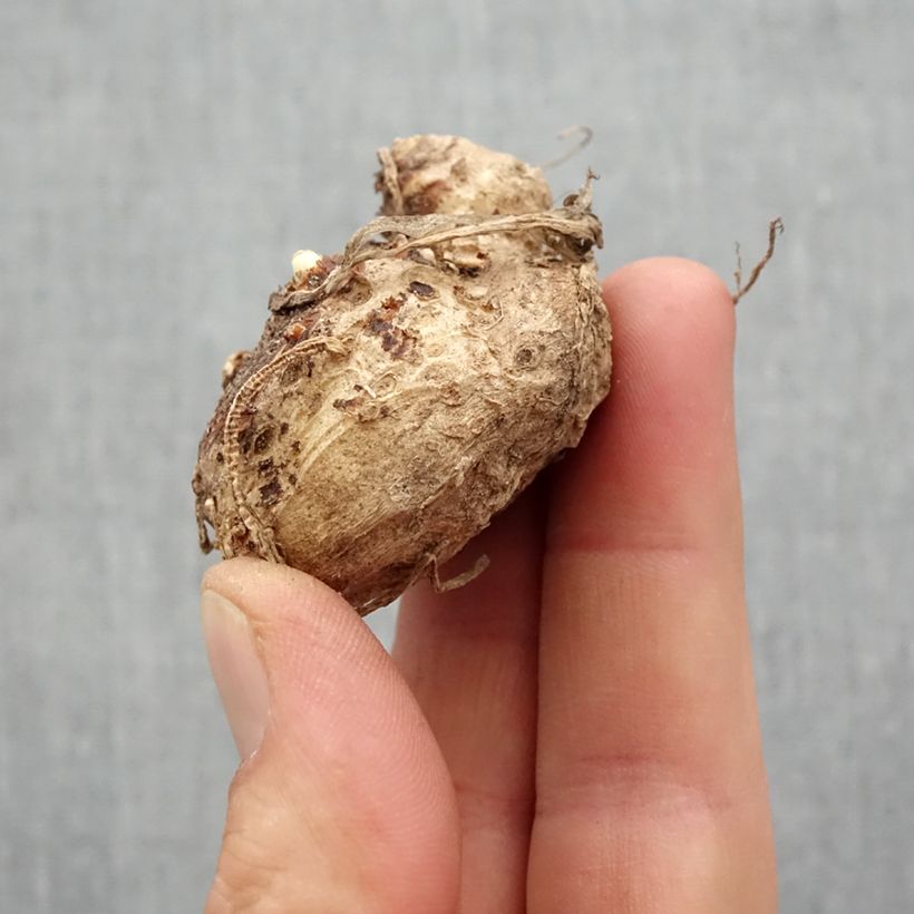 Amostra de Arum ou Calla à fleurs rouge, orange et jaune - Zantedeschia Captain Fuego Bulbe Kaliber/Größe 14+ tal como entregue na primavera