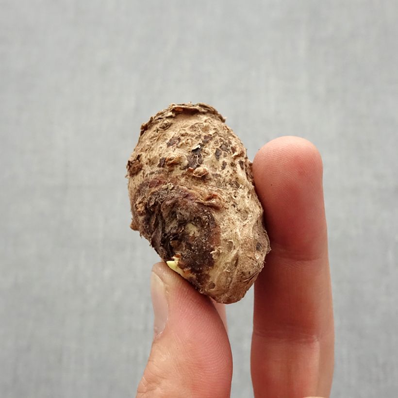 Amostra de Arum ou Calla blanc rosé - Zantedeschia Crystal Blush Bulbe Kaliber/Größe 14+ tal como entregue na primavera