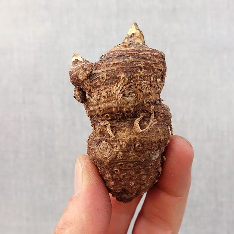 Amostra de Arum ou Calla blanc - Zantedeschia aethiopica Bulbo size 16+ tal como entregue na primavera