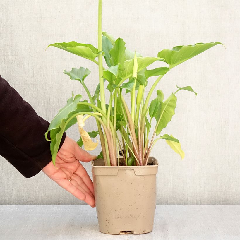 Amostra de Zantedeschia aethiopica Vaso de 2 L/3 L tal como entregue na primavera