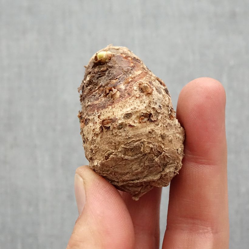 Amostra de Arum ou Calla jaune à gorge noir - Zantedeschia Black Magic Bulbe Kaliber/Größe 14+ tal como entregue na primavera