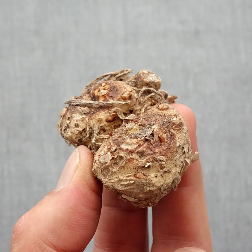 Amostra de Arum ou Calla rouge framboise - Zantedeschia Red Alert Bulbe Kaliber/Größe 14+ tal como entregue na primavera