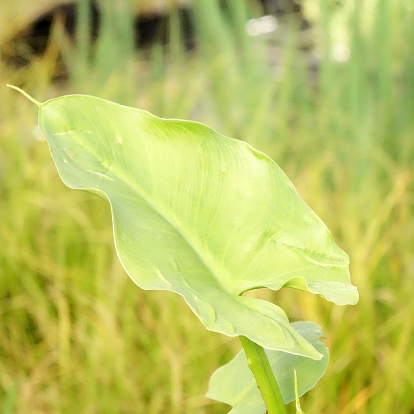 Zantedeschia aethiopica Green Goddess (Folhagem)