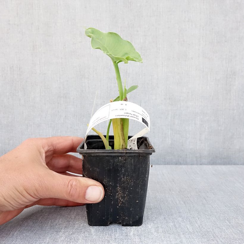 Amostra de Arum ou Calla vert - Zantedeschia Aethiopica Green Goddess Vaso de 8/9 cm size 15+ tal como entregue na primavera