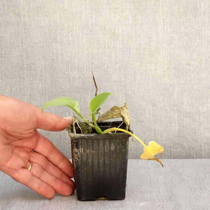 Amostra de Zantedeschia aethiopica Green Goddess Vaso de 8/9 cm Calibre 15+ tal como entregue no outono