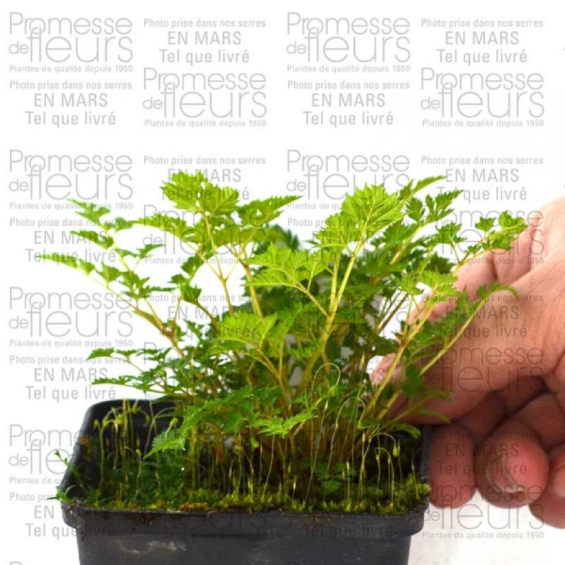 Exemplo de amostra de Aruncus aethusifolius Vaso de 8/9 cm tal como entregue